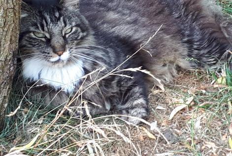 Vermisstmeldung Katze  Männliche , 14 jahre La Grange des Champs Belgien