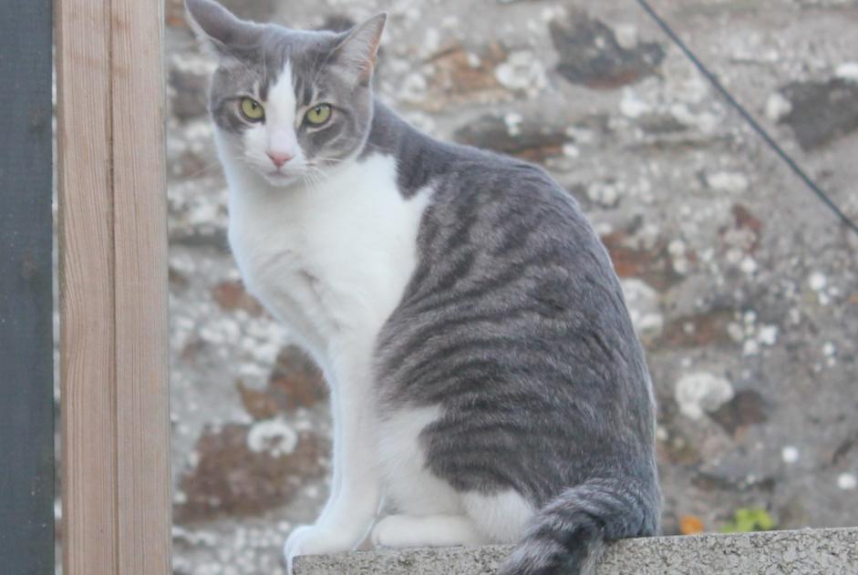 Vermisstmeldung Katze Männliche , 8 jahre Hanvec Frankreich