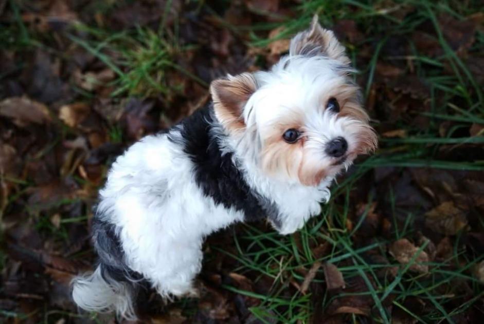 Vermisstmeldung Hund  Weiblich , 10 jahre Valleiry Frankreich