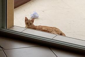 Vermisstmeldung Katze Weiblich , 8 jahre Tarnos Frankreich
