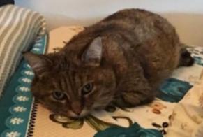 Vermisstmeldung Katze  Weiblich , 16 jahre Viry-Châtillon Frankreich