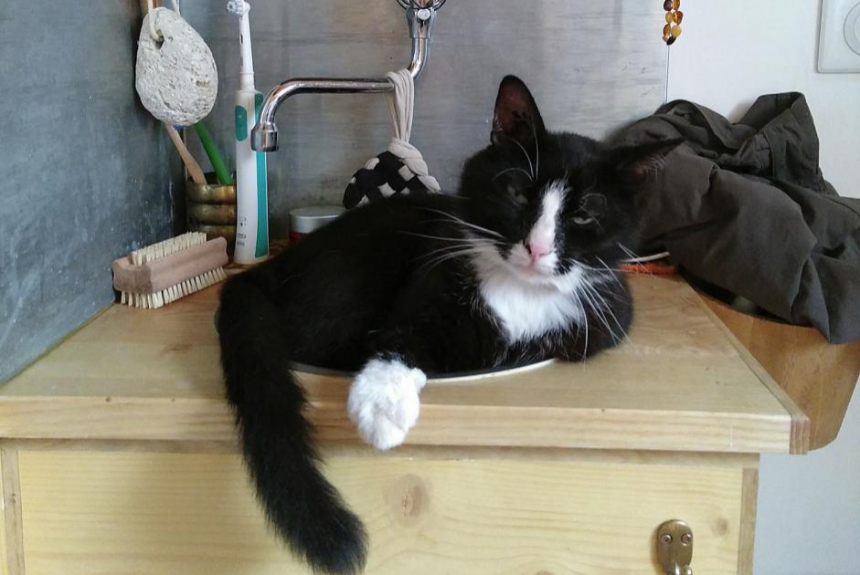 Vermisstmeldung Katze  Männliche , 9 jahre Valherbasse Frankreich