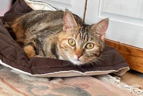 Vermisstmeldung Katze  Weiblich , 4 jahre Faye-la-Vineuse Frankreich