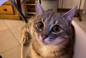 Vermisstmeldung Katze Männliche , 2 jahre Montigny-le-Tilleul Belgien