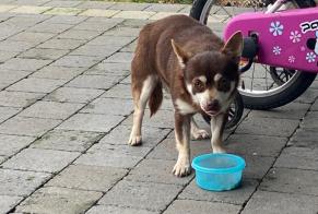 Fundmeldung Hund rassenmischung Unbekannt Fosses-la-Ville Belgien