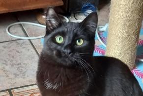 Vermisstmeldung Katze Männliche , 1 jahre Tournai Belgien