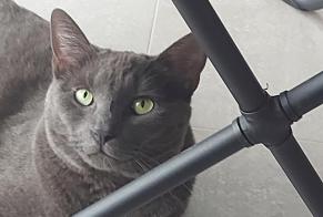 Vermisstmeldung Katze rassenmischung Männliche , 3 jahre Anhée Belgien