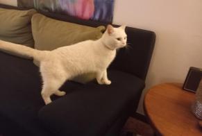 Fundmeldung Katze Weiblich Arlon Belgien