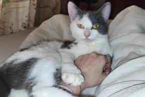 Vermisstmeldung Katze Weiblich , 2 jahre Nivelles Belgien