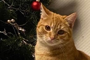 Vermisstmeldung Katze Weiblich , 1 jahre Sambreville Belgien