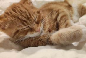 Vermisstmeldung Katze rassenmischung Männliche , 1 jahre Fleurus Belgien