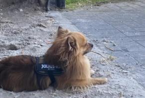 Vermisstmeldung Hund  Männliche , 5 jahre Oudsbergen Belgien