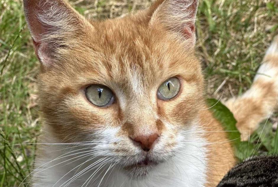 Vermisstmeldung Katze Männliche , 8 jahre Armentières Frankreich