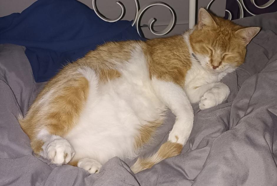 Vermisstmeldung Katze Männliche , 8 jahre Armentières Frankreich