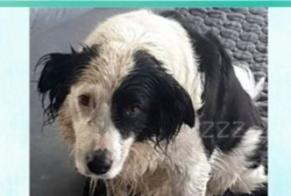 Vermisstmeldung Hund  Weiblich , 7 jahre Fernelmont Belgien