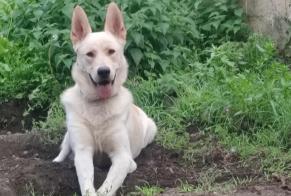 Vermisstmeldung Hund rassenmischung Männliche , 3 jahre Charleroi Belgien