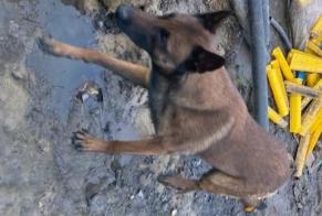 Fundmeldung Hund  Unbekannt Houthulst Belgien