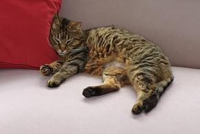 Vermisstmeldung Katze  Weiblich , 16 jahre Savonnières Frankreich