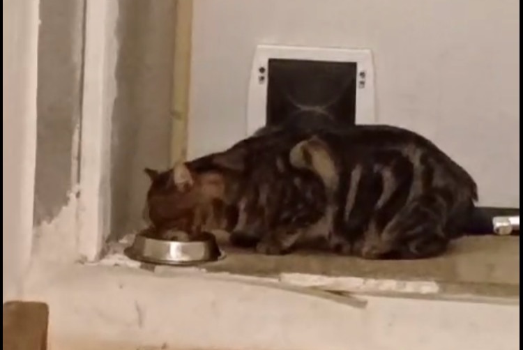 Vermisstmeldung Katze Männliche , 3 jahre Valence Frankreich
