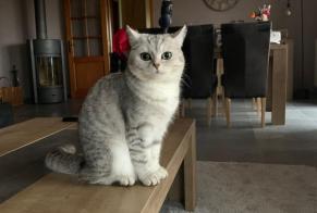 Vermisstmeldung Katze rassenmischung Weiblich , 2 jahre Mettet Belgien