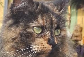Vermisstmeldung Katze Weiblich , 3 jahre Caveirac Frankreich