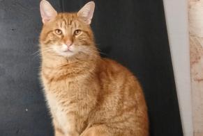 Vermisstmeldung Katze  Männliche , 2 jahre Colomby-Anguerny Frankreich