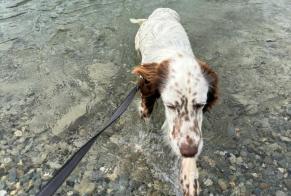 Vermisstmeldung Hund  Weiblich , 1 jahre Val de Bagnes Schweiz