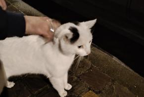 Fundmeldung Katze Männliche Ixelles Belgien