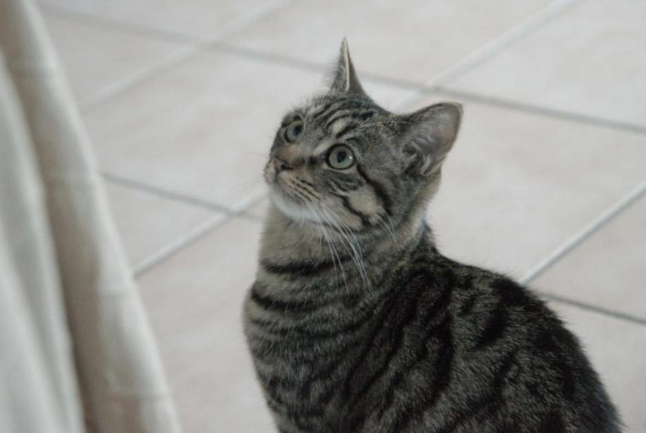 Vermisstmeldung Katze rassenmischung Weiblich , 1 jahre Vendôme Frankreich