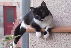 Vermisstmeldung Katze Weiblich , 2 jahre Prades Frankreich