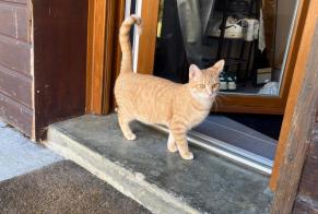 Vermisstmeldung Katze Männliche , 25 jahre La Cluse-et-Mijoux Frankreich
