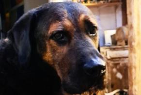 Vermisstmeldung Hund rassenmischung Männliche , 8 jahre Bègles Frankreich