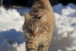 Vermisstmeldung Katze rassenmischung Weiblich , 4 jahre Grandvillard Schweiz