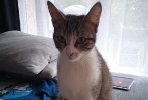 Fundmeldung Katze Weiblich , Zwischen 4 und 6 Monaten Clermont-Ferrand Frankreich