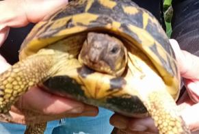 Fundmeldung Schildkröte Unbekannt Mougins Frankreich