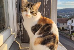 Vermisstmeldung Katze Weiblich , 2 jahre Unieux Frankreich