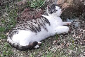 Vermisstmeldung Katze Männliche , 9 jahre Polignac Frankreich