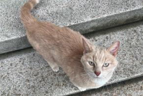 Fundmeldung Katze Unbekannt , 1 Jahr Yverdon-les-Bains Schweiz