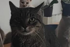 Vermisstmeldung Katze rassenmischung Männliche , 9 jahre Canet Frankreich