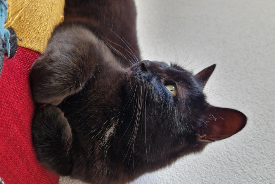 Vermisstmeldung Katze rassenmischung Weiblich , 6 jahre Granges-Paccot Schweiz