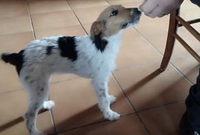 Vermisstmeldung Hund  Weiblich , 1 jahre Champagnac-le-Vieux Frankreich