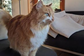 Vermisstmeldung Katze  Weiblich , 12 jahre Jouxtens-Mézery Schweiz