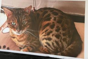Vermisstmeldung Katze  Männliche , 16 jahre Cabestany Frankreich