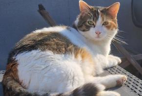 Vermisstmeldung Katze Weiblich , 4 jahre Grimbergen Belgien