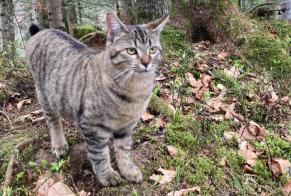 Vermisstmeldung Katze Weiblich , 1 jahre Châtel-Saint-Denis Schweiz