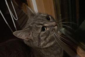 Vermisstmeldung Katze rassenmischung Weiblich , 2 jahre Châtel-Saint-Denis Schweiz