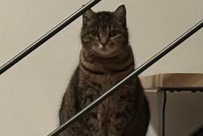Vermisstmeldung Katze Weiblich , 13 jahre Perpignan Frankreich