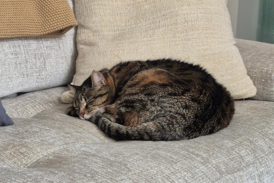 Vermisstmeldung Katze Weiblich , 13 jahre Perpignan Frankreich