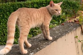 Vermisstmeldung Katze Weiblich , 5 jahre Morges Schweiz