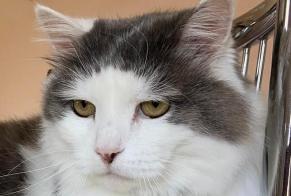 Vermisstmeldung Katze rassenmischung Männliche , 13 jahre Roupy Frankreich